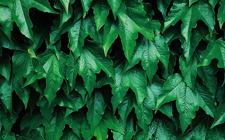 HD wallpaper: Earth, Leaf, Greenery | Wallpaper Flare