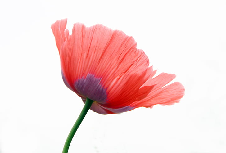 red and purple Poppy flower, single, poppies, nature, petal, plant
