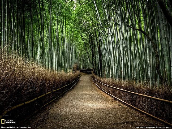 bamboo, trees, forest, plants, the way forward, direction, land, HD wallpaper