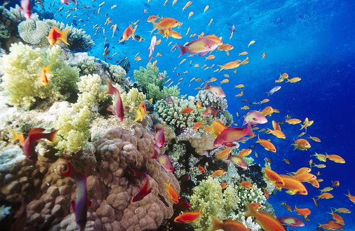 Coral Reef Southern Red Sea Near Safaga Egypt, coral reefs and fish, HD wallpaper