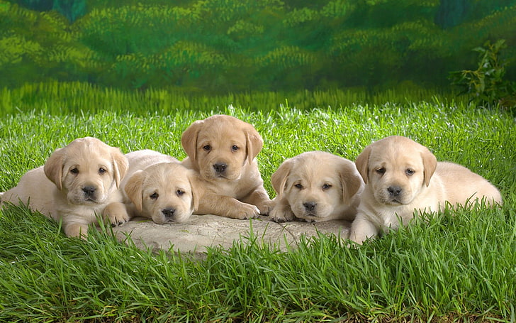 five yellow Labrador retriever puppies, grass, dogs, pets, cute, HD wallpaper