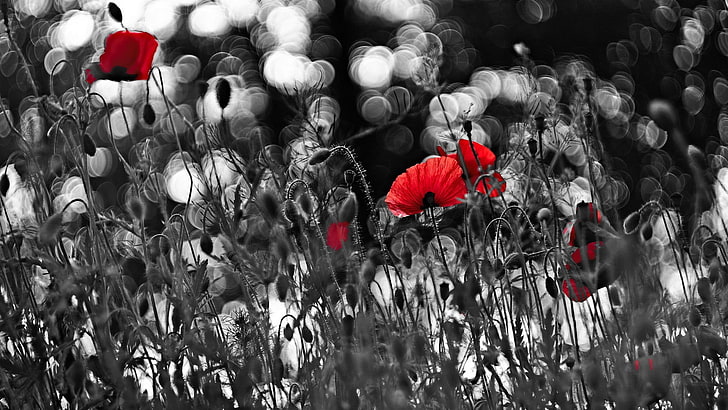 red and white flower painting, poppies, flowers, selective coloring