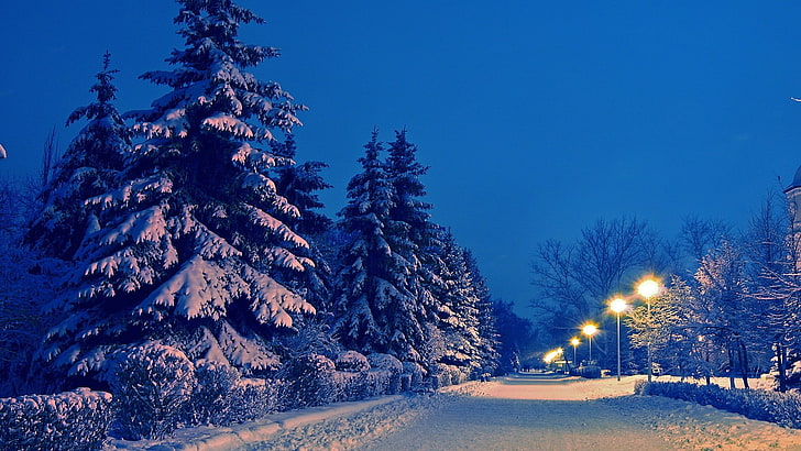 snow covered trees, winter, path, street light, urban, cold temperature