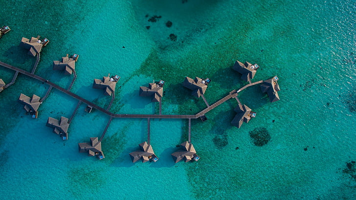 body of water, nature, aerial view, sea, group of animals, high angle view