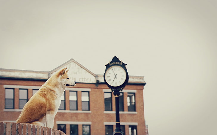 Hachiko on brown brick wall during daytime, Hachi: A Dog's Tale, HD wallpaper