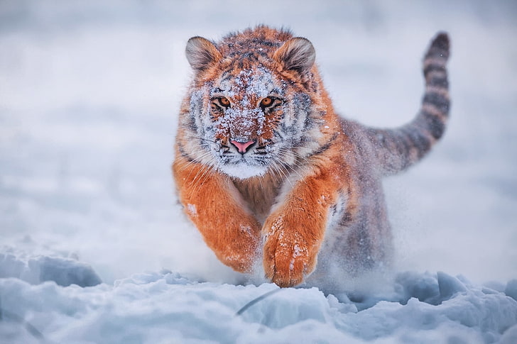 brown tiger, brown and black wild cat running during winter, animals, HD wallpaper