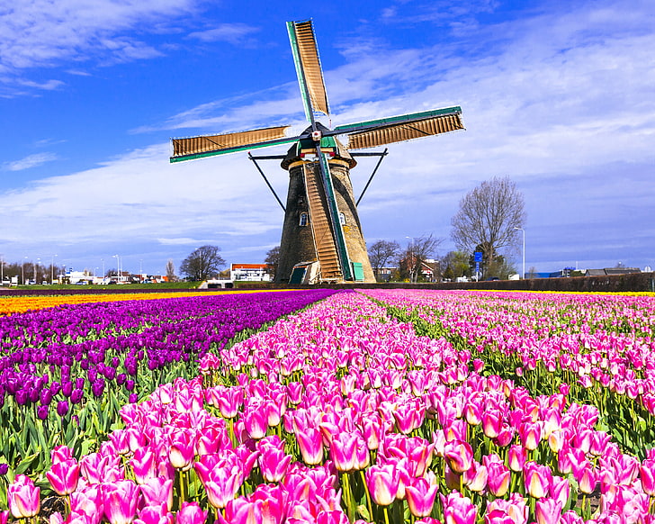 assorted-color field of tulips, mill, Netherlands, colorful, Keukenhof