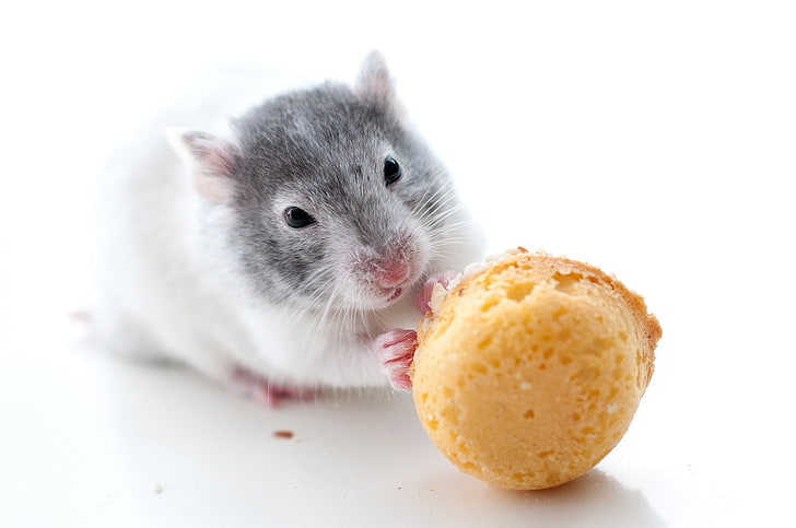 white and black mouse, hamster, rodent, cookies, animal, cute, HD wallpaper