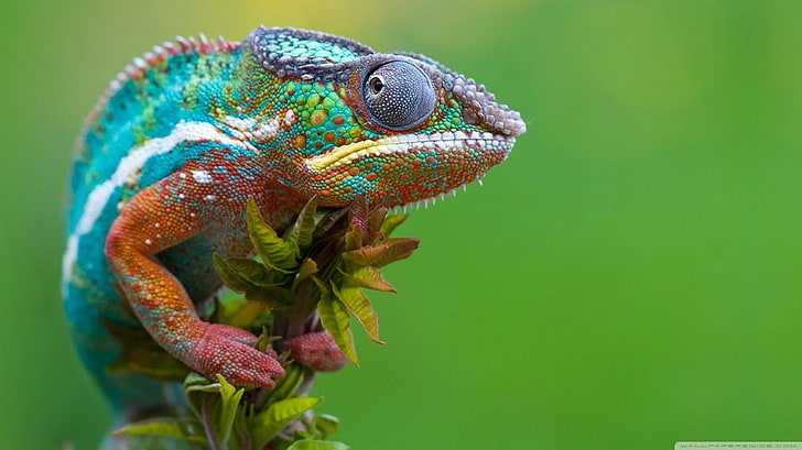 multicolored chameleon, nature, animals, reptiles, chameleons, HD wallpaper