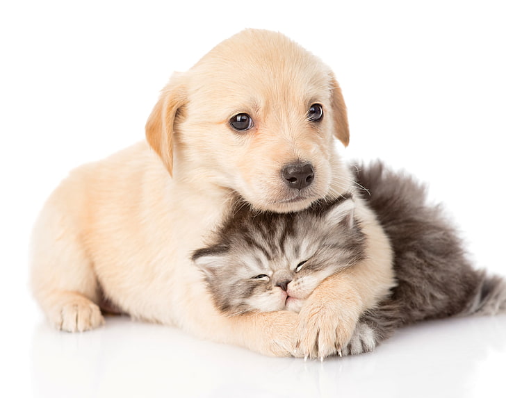 yellow Labrador retriever puppy and brown Persian kitten, kitty, HD wallpaper