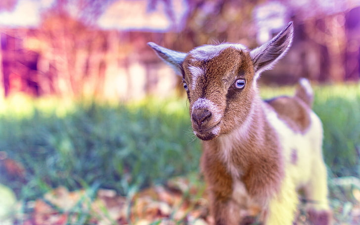 Cute Goat Baby, brown goat, Animals, pink, animal themes, mammal, HD wallpaper