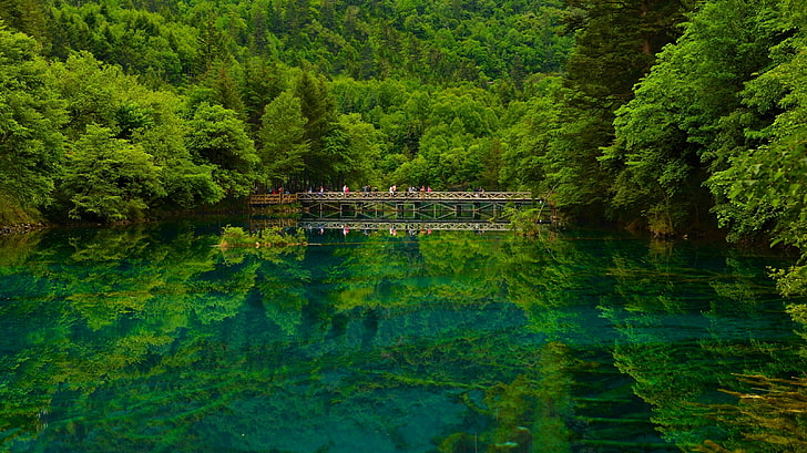 brown bridge, forest, lake, reflection, China, reserve, Sichuan