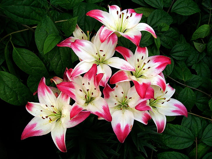 Flowers, lily, red white petals, leaves, HD wallpaper