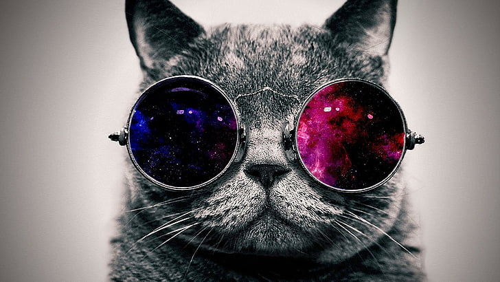 HD wallpaper: fantasy, cat, digital art, funny, space, sunglasses, cosmos |  Wallpaper Flare