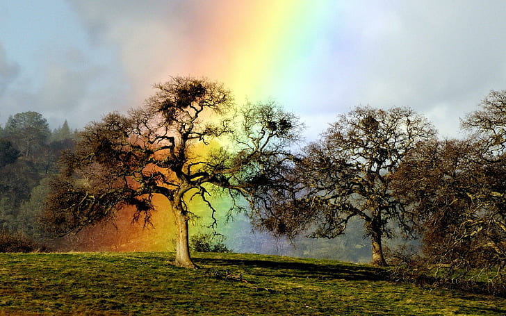 Rainbow Over Hilltop Trees, green leaf tree, nature, hills, rainbows