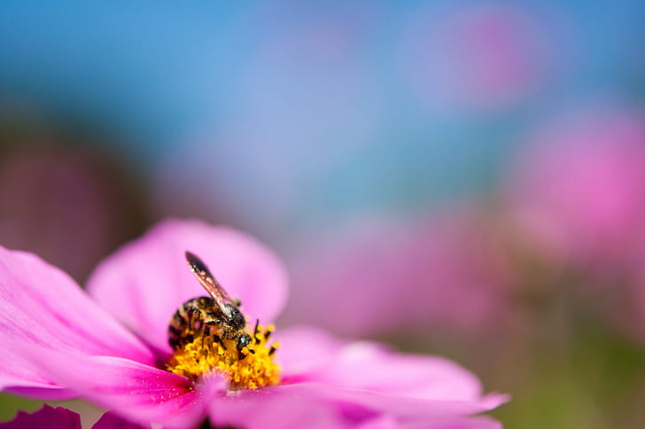 honey bee on top of pink petal flower, Cosmos, Showa Memorial Park, HD wallpaper