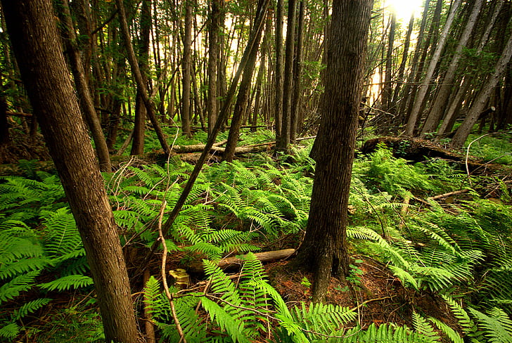 green fern plant in forest of trees, Cedar, Swamp Forest, Forest  green, HD wallpaper