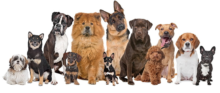 Dogs, Beagle, Boxer (Dog), French Bulldog, German Shepherd, HD wallpaper