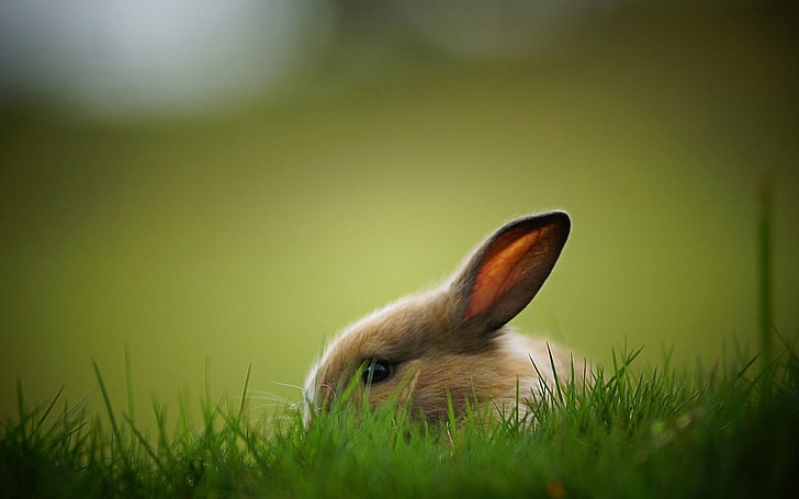 closeup photography of rabbit on grass, rabbits, animals, one animal