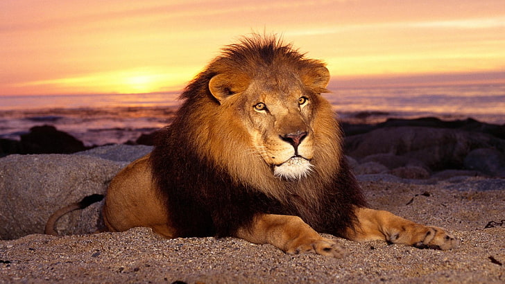 lion picture to colour, mammal, animal themes, animal wildlife