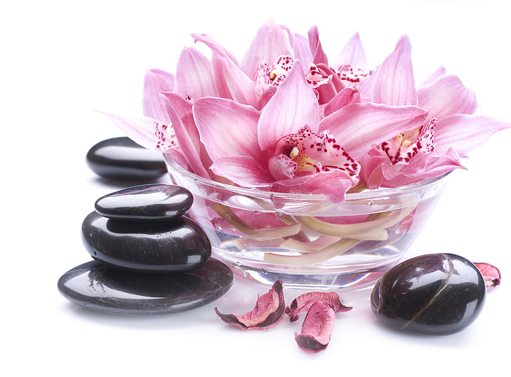 pink petaled flowers, petals, bowl, Orchid, Spa stones, pink color, HD wallpaper