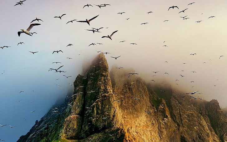 brown mountain, birds, seagulls, flying, coast, cliff, island