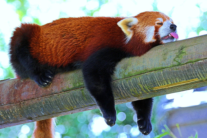 red panda, lesser panda, branch, rest, sleep, animal, panda - Animal, HD wallpaper