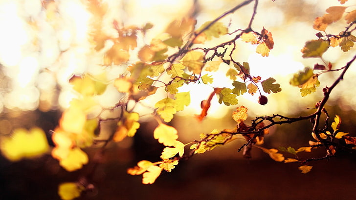 yellow leafed tree, depth of field, leaves, twigs, nature, plants, HD wallpaper