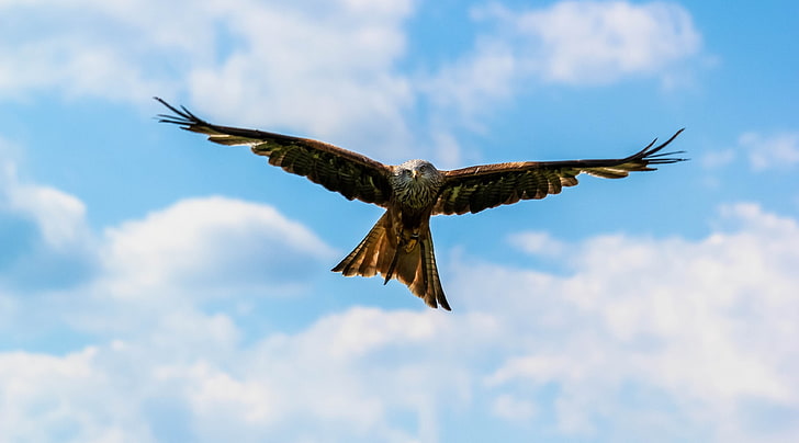 peregrine falcon 4k pc hd  download, flying, animal, one animal, HD wallpaper