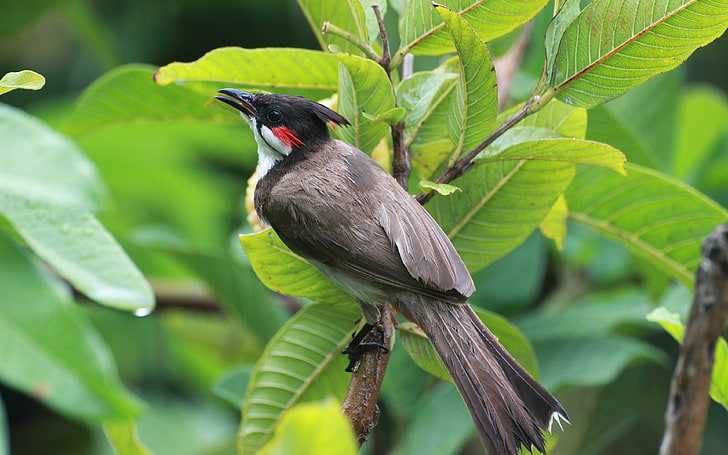 Merle Maurice Red Whiskered Bulbul Bird Resident Whoa Can Be Found Mainly In Tropical Asia 3840×2400