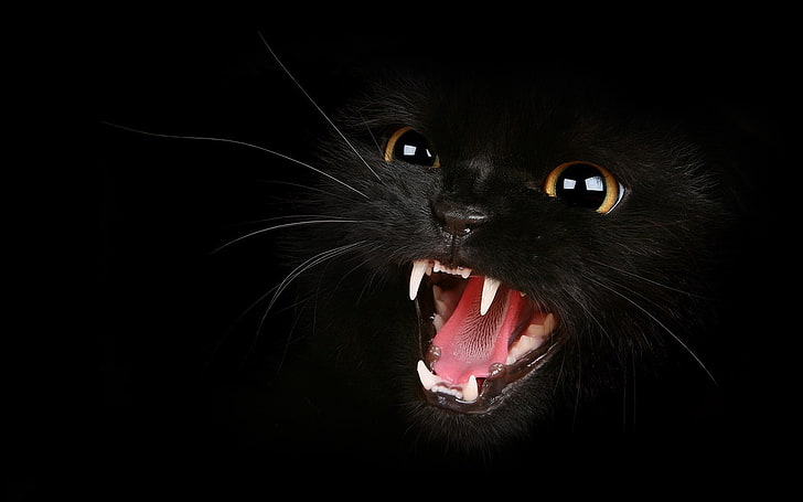 black cat, kitten, eyes, aggression, teeth, meow, domestic Cat, HD wallpaper