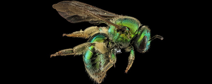 Augochloropsis Metallica Green Macro Photography, green bee, Aero