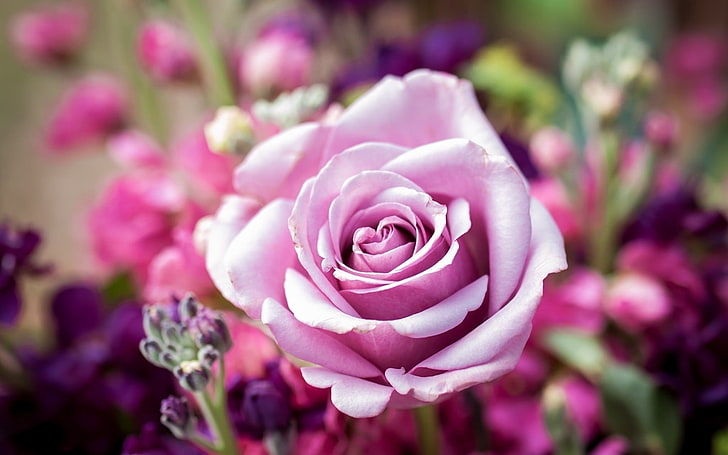 pink rose, flowers, nature, pink flowers, flowering plant, beauty in nature