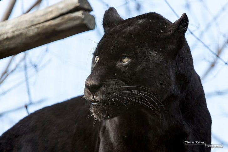 Hd Wallpaper Face Predator Panther Wild Cat Black Jaguar