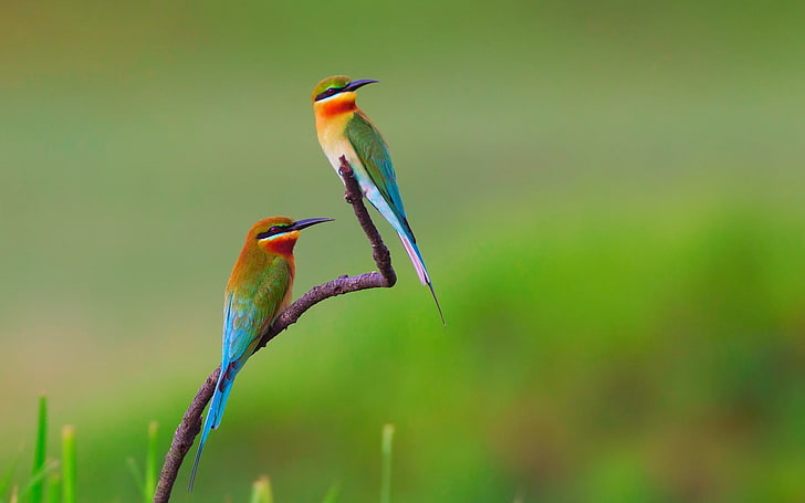 two green, yellow, and orange bee eater bird, birds, bee-eaters