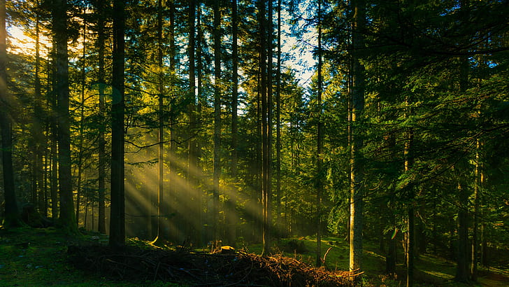 Forest trees, sun rays, HD wallpaper