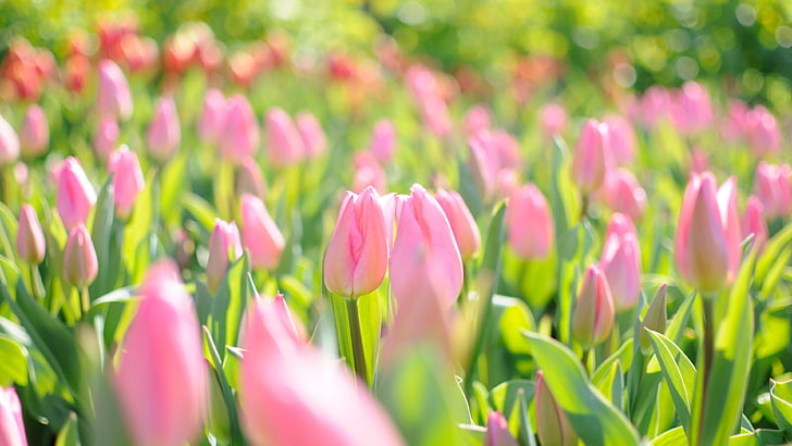 tulips, flower, tulip field, garden, spring, plant, flowering plant