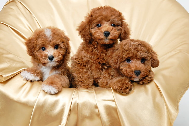 three medium-coated tan puppies, down, small, dog, pets, animal, HD wallpaper