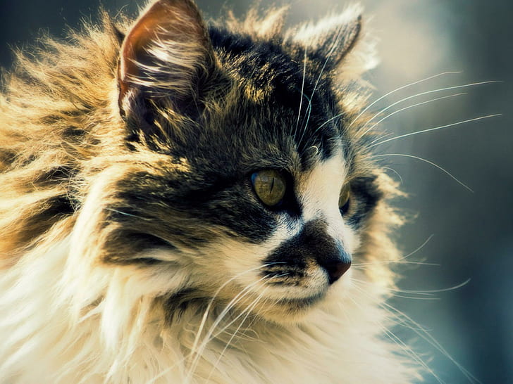 Cat Staring Blur, white and black persian cat, face, feline, animals