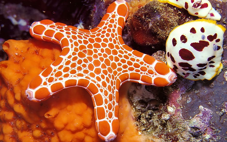Orange-white Starfish, coral reefs, nature, sealife, oceans, nature and landscapes