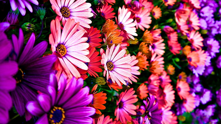 4k, colours, Hibiscus, 5k, Flowers