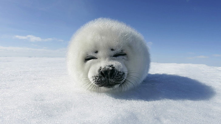 white seal, seals, snow, winter, animals, one animal, animal themes, HD wallpaper