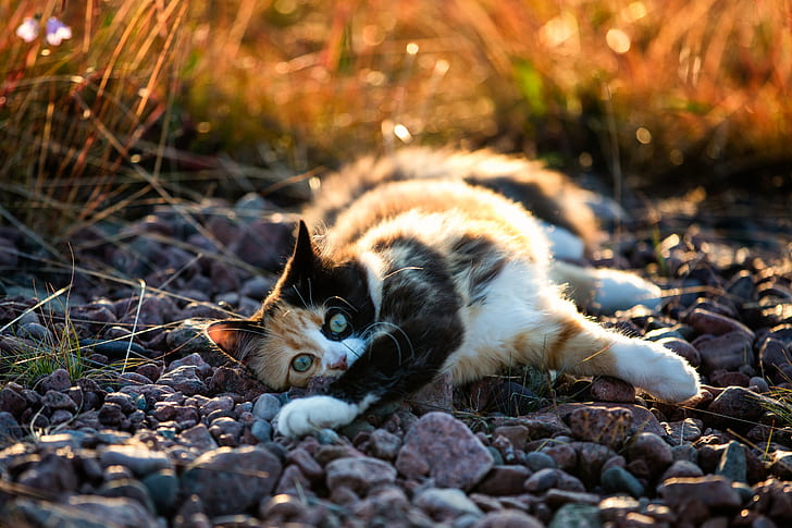 photo of cat laying on rock, Calico cat, Canon EF, mm, f/2, USM