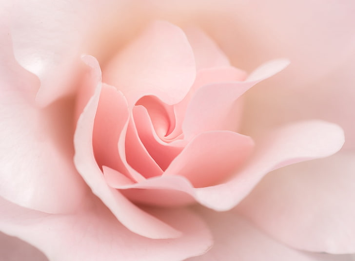 Ligh Pink Rose Macro, pink r, Cute, Flower, Close, Pastel, Soft, HD wallpaper