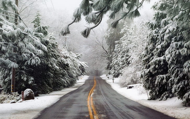 winter, road, forest, fog