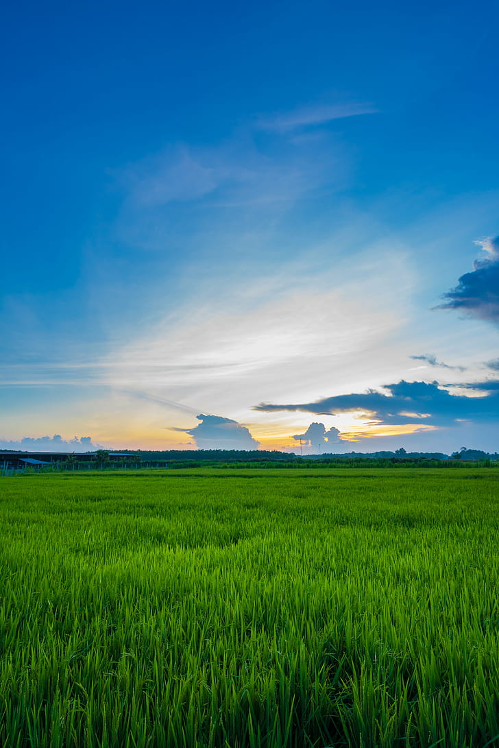 HD wallpaper: green grass field, Sunset, Vario-Tessar, ZA, sony, nature,  agriculture | Wallpaper Flare