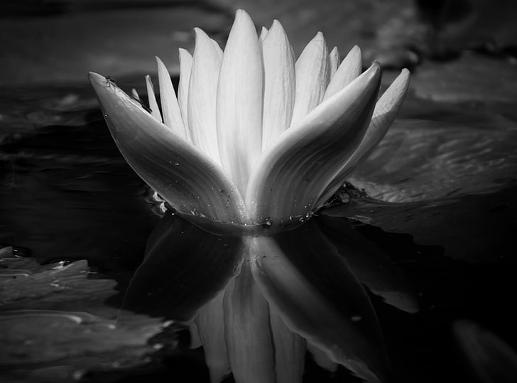 In Your Shadow, white water lily flower wallpaper, Black and White