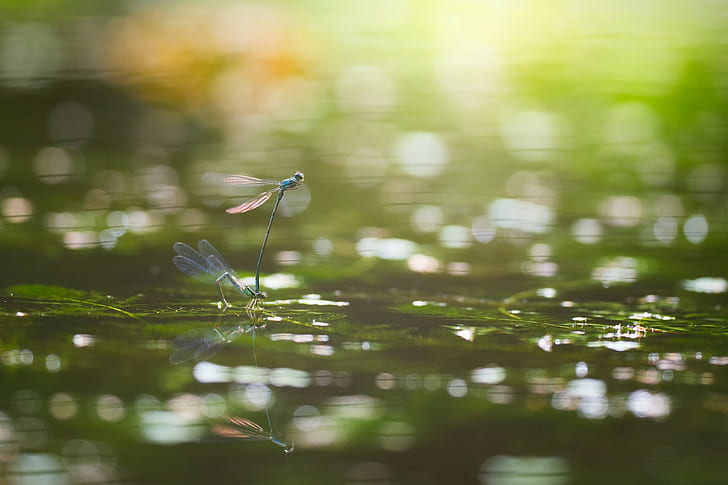 photography, bokeh, macro, dragonflies, insect, water, leaves, HD wallpaper