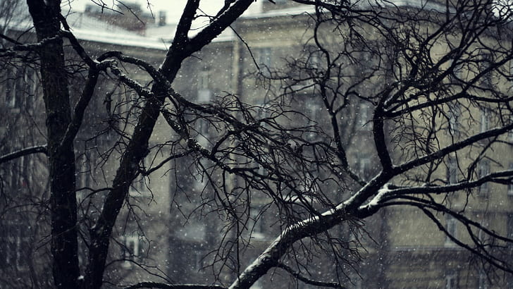 gloomy, branch, snowing, winter, depth of field, HD wallpaper