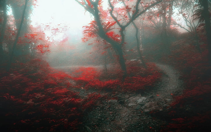 nature, landscape, forest, mist, path, trees, daylight, leaves